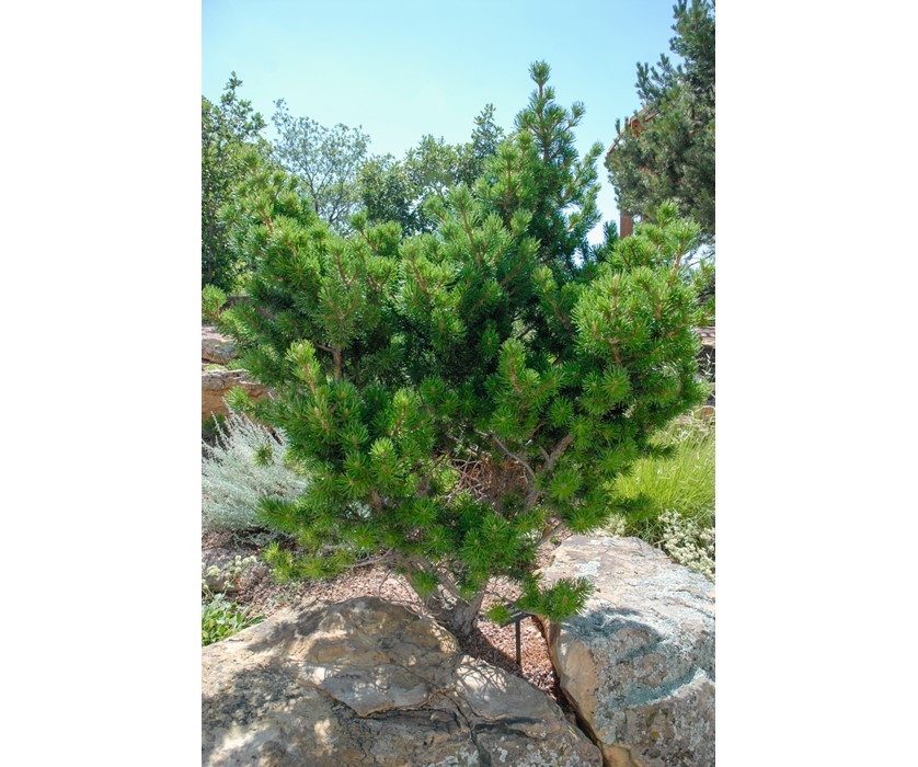Broom Jack Pine